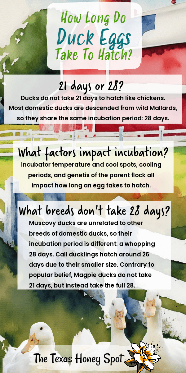 How Long Does It Take To Incubate and Hatch Duck Eggs? The Texas